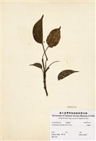 藏品(昆欄樹)的圖片